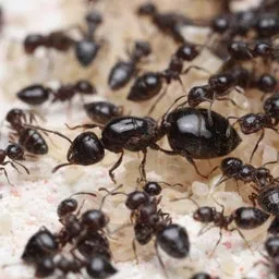 Close-up of ants, a common household pest