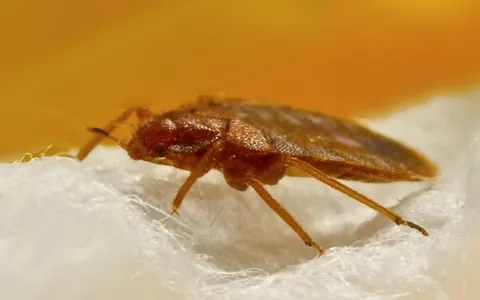 Close-up of a bed bug