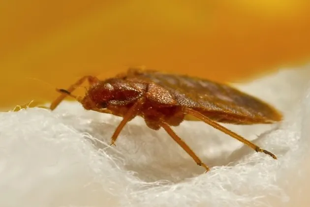 Close-up of a bed bug