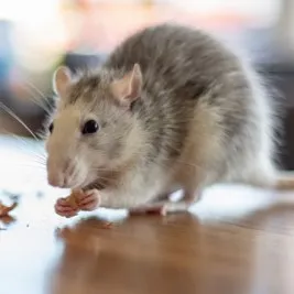 A grey mouse feeding, a common commercial pest