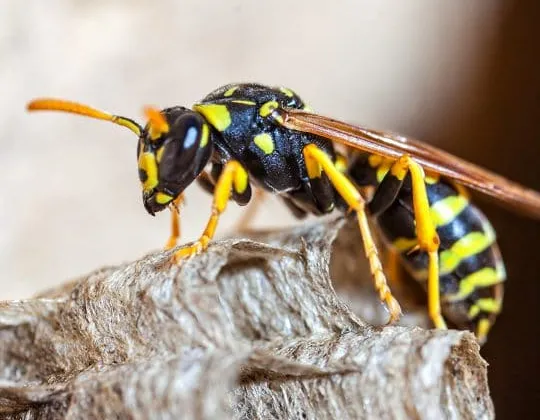A wasp on a nest