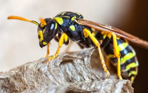 A wasp on a nest
